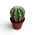 Trichocereus purpureopilosus x Trichocereus thelegonus