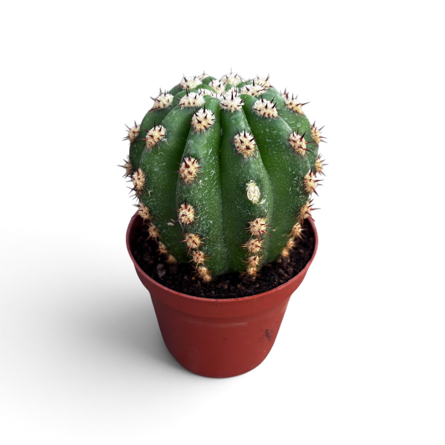 Trichocereus purpureopilosus x Trichocereus thelegonus