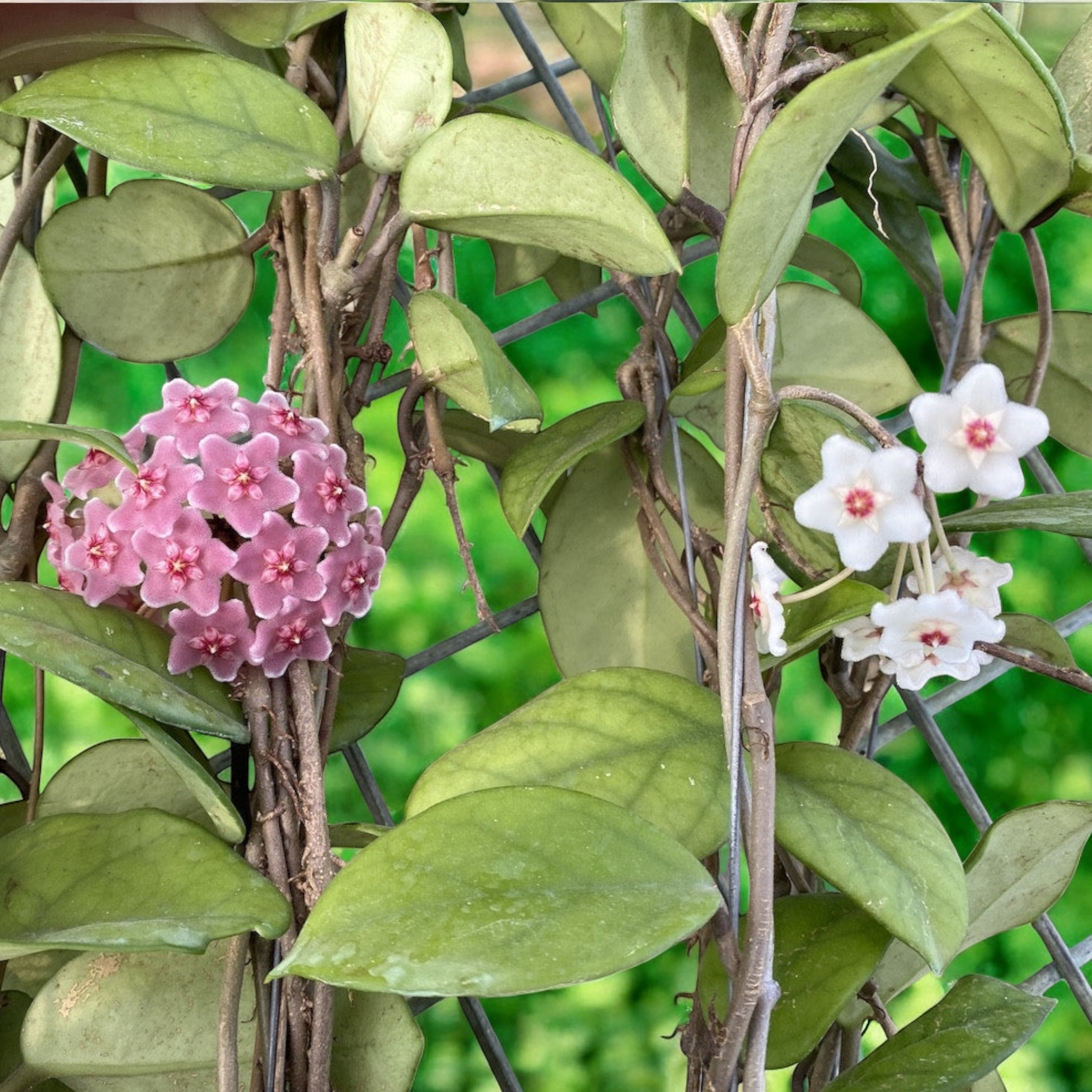 Hoya fungii - flori parfumate