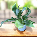 Platycerium bifurcatum - φτέρη «κέρατα ελαφιού», εξωτική και εντυπωσιακή