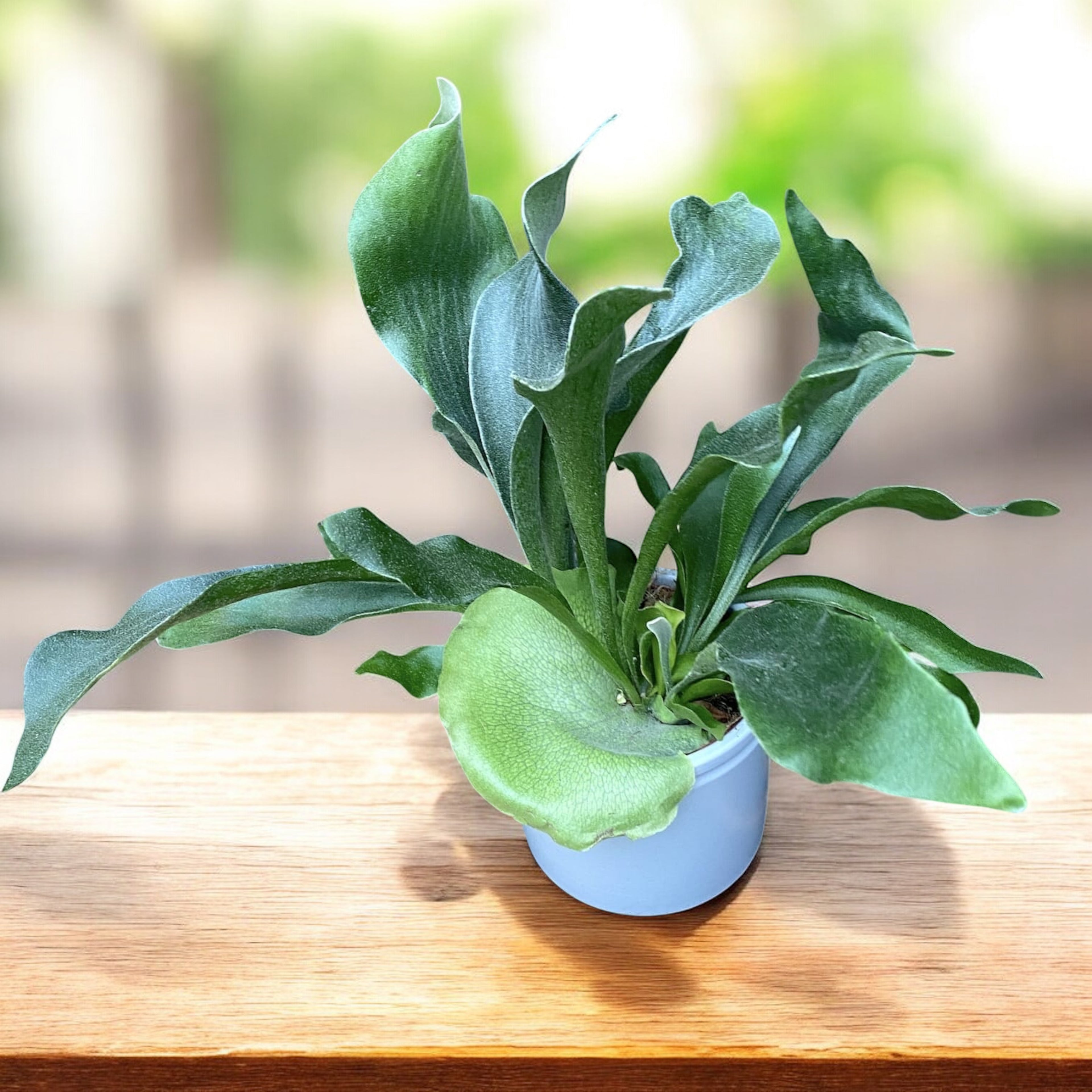 Platycerium bifurcatum - kapradina „jelení parohy“, exotická a působivá