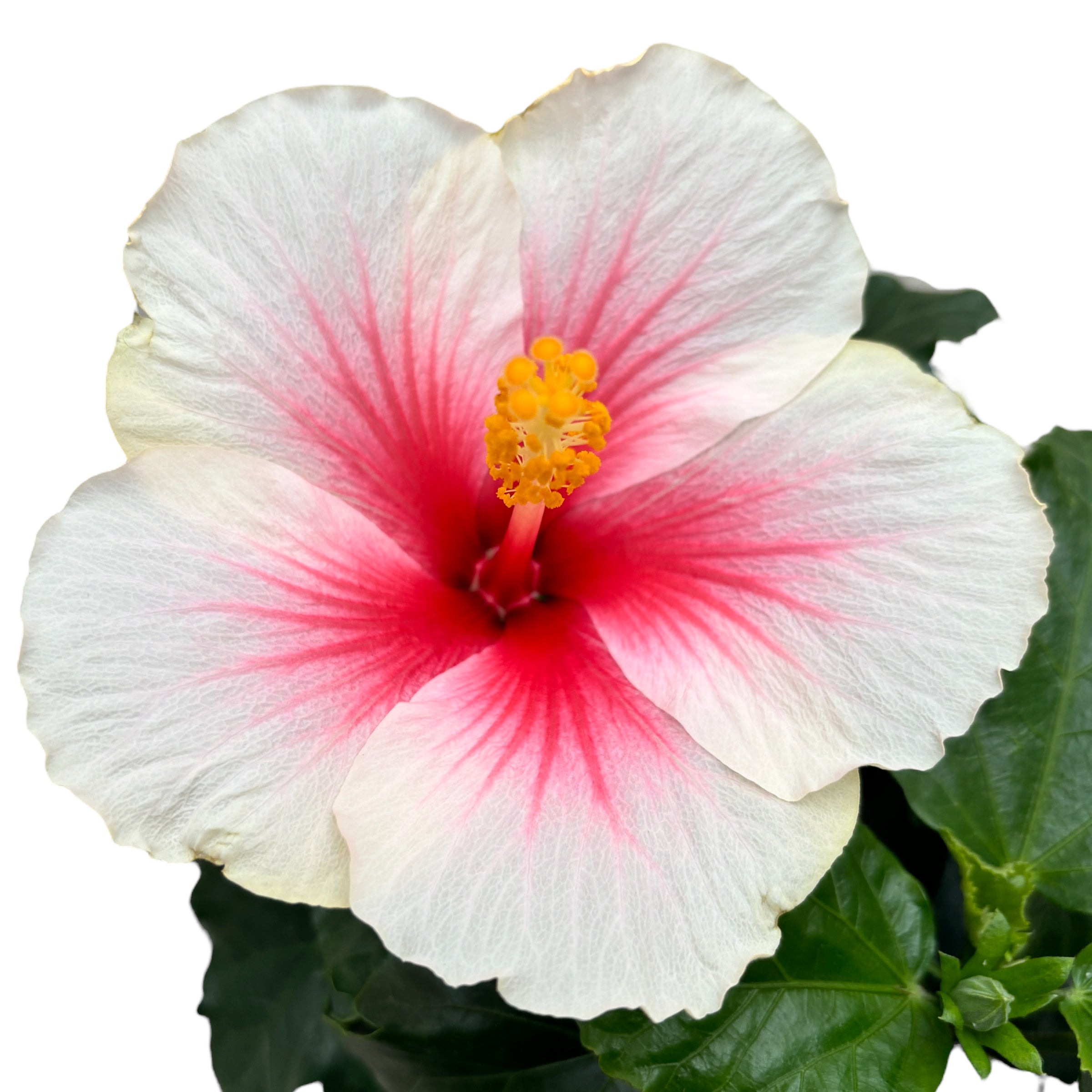 Hibiscus rosa-sinensis ‘Geisha’ - nagy fehér-rózsaszín virágú japán rózsák