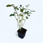 Mur fara ghimpi - Rubus fruticosus 'Thornfree'