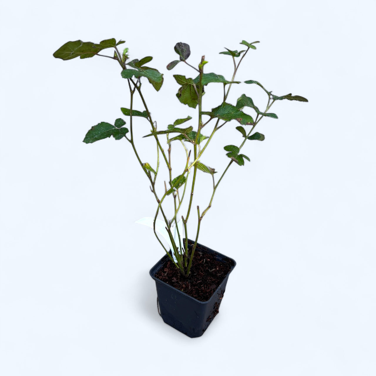 Mur fara ghimpi - Rubus fruticosus 'Thornfree'