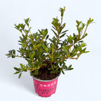 Rhododendron ‘Bloombux’ Magenta - rhodendron pitic de gradina