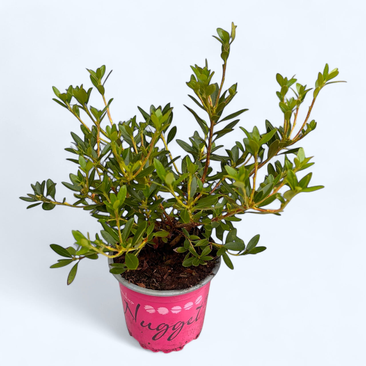 Rhododendron ‘Bloombux’ Magenta - rhodendron pitic de gradina