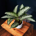 Aglaonema 'Jubilee Petit'