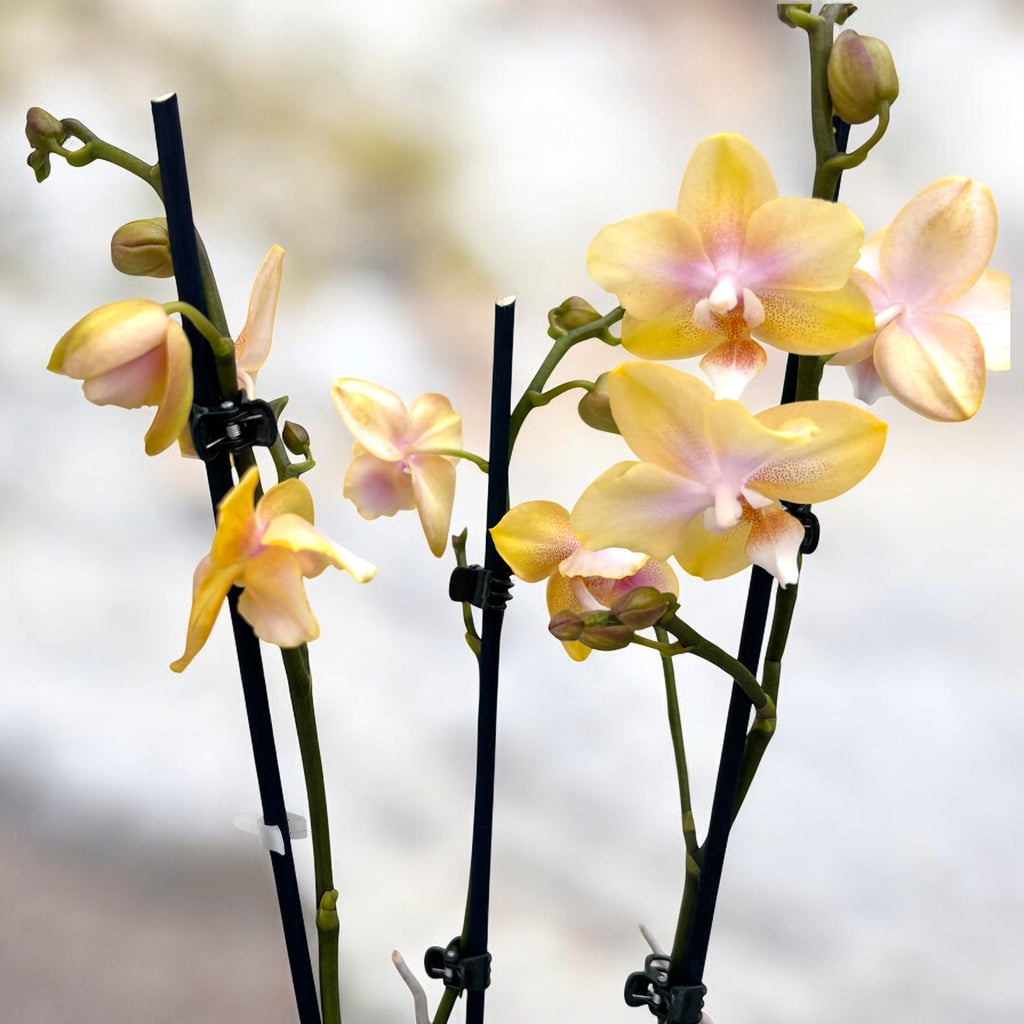 Phalaenopsis Bronze Buddha 'Lemon' (Bolgheri Lemon) - parfumat & peloric