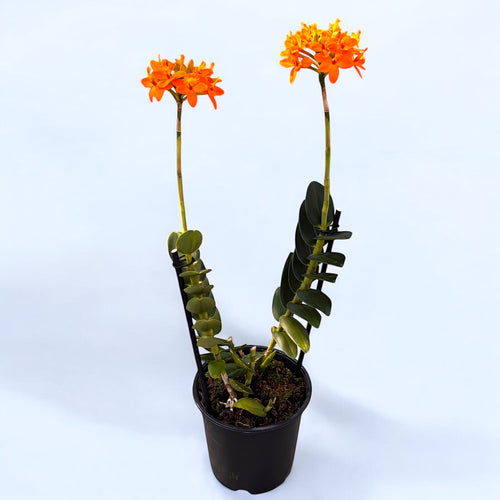Epidendrum radicans ‘Arancione’ - esemplari XL D15
