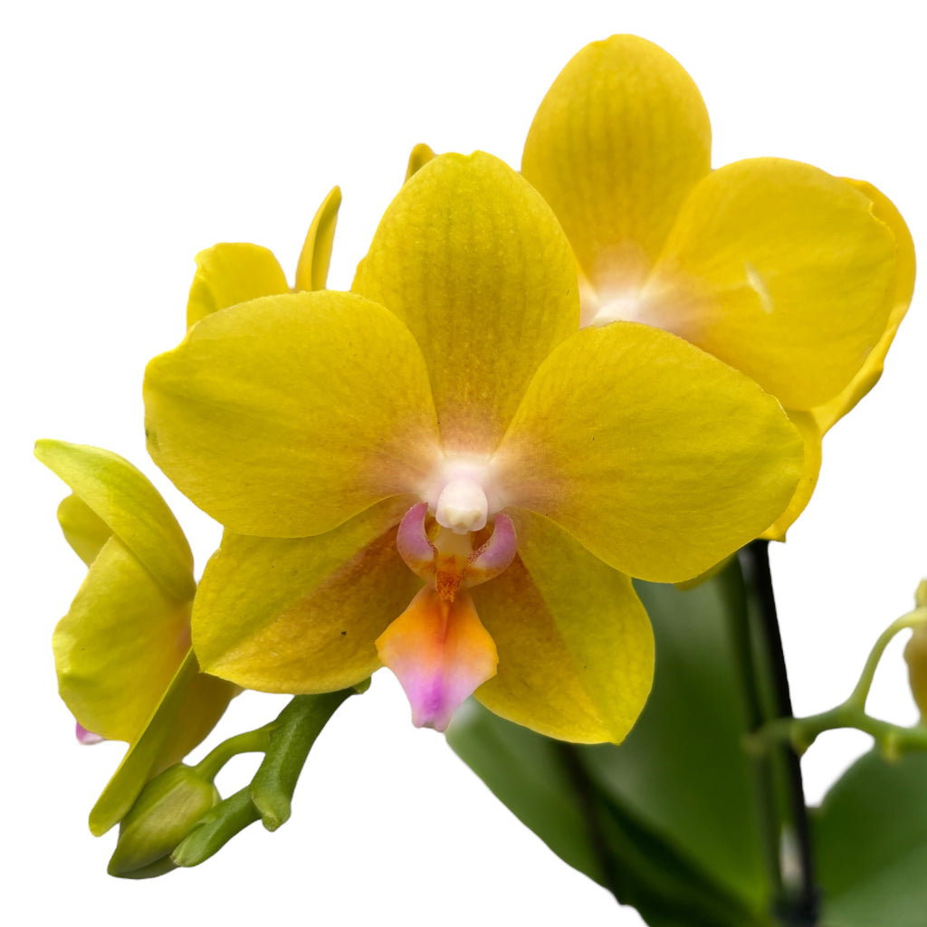 Phalaenopsis Limited #56 - flori parfumate