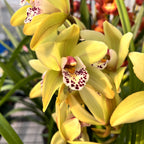 Cymbidium Anna