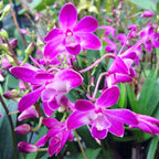 Dendrobium Berry Oda *fragrant