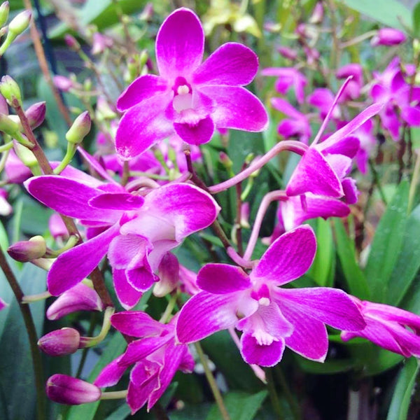 Dendrobium Berry Oda *fragrant