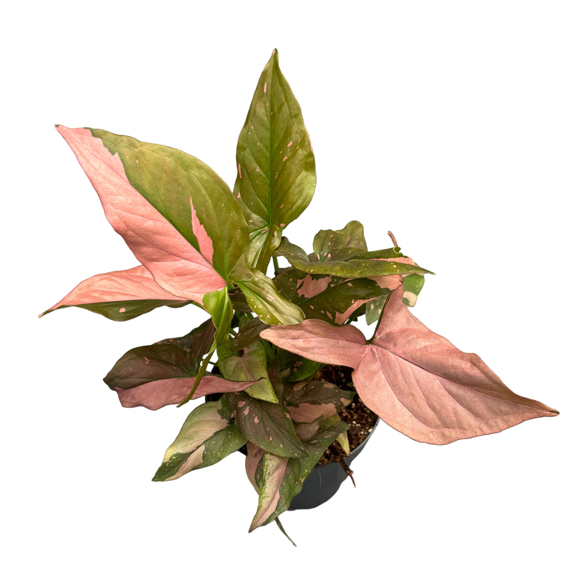 Syngonium podophyllum 'Red Spot' (Pink Splash) full pots