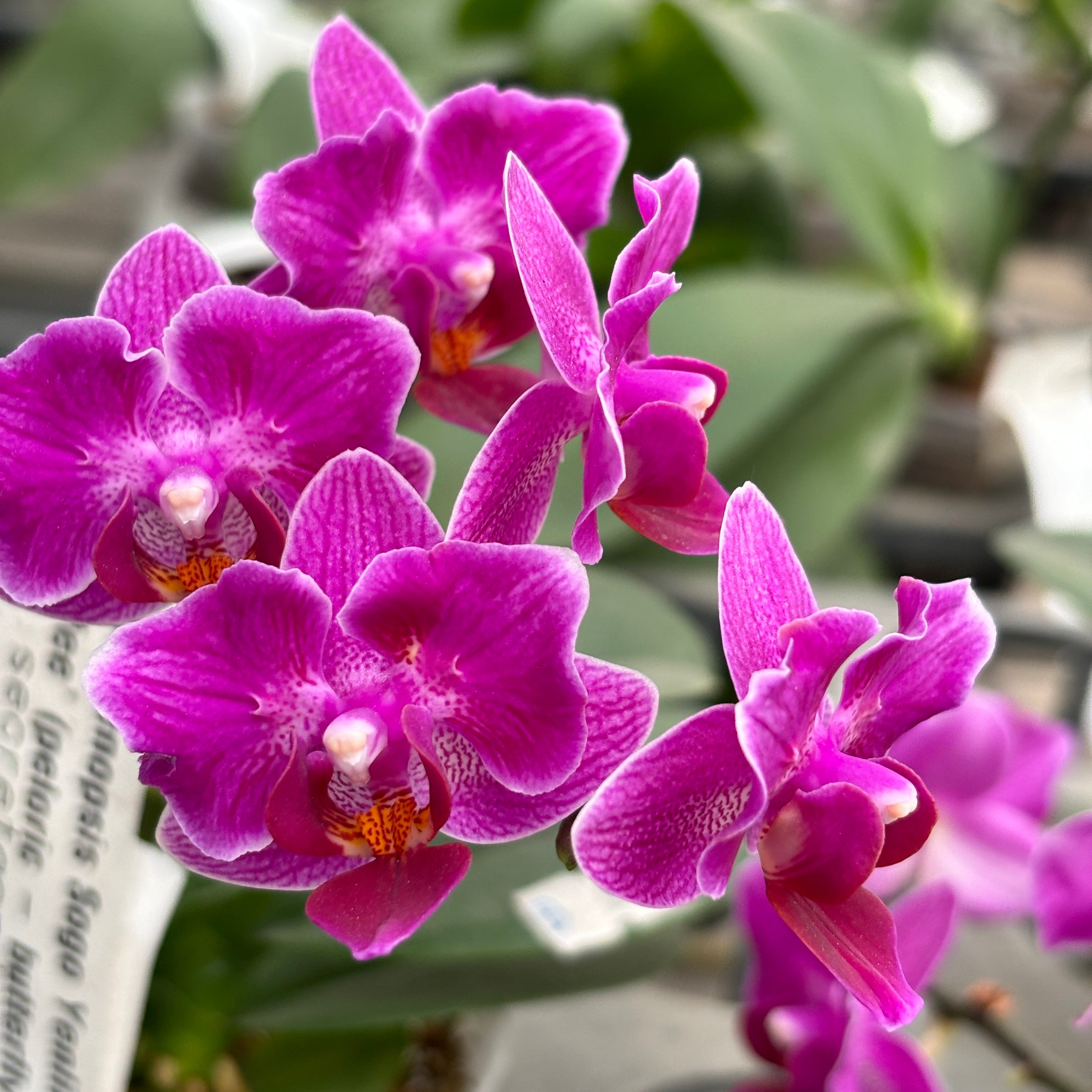 Phalaenopsis Sogo Yenlin 'Coffee' (peloric - butterfly)