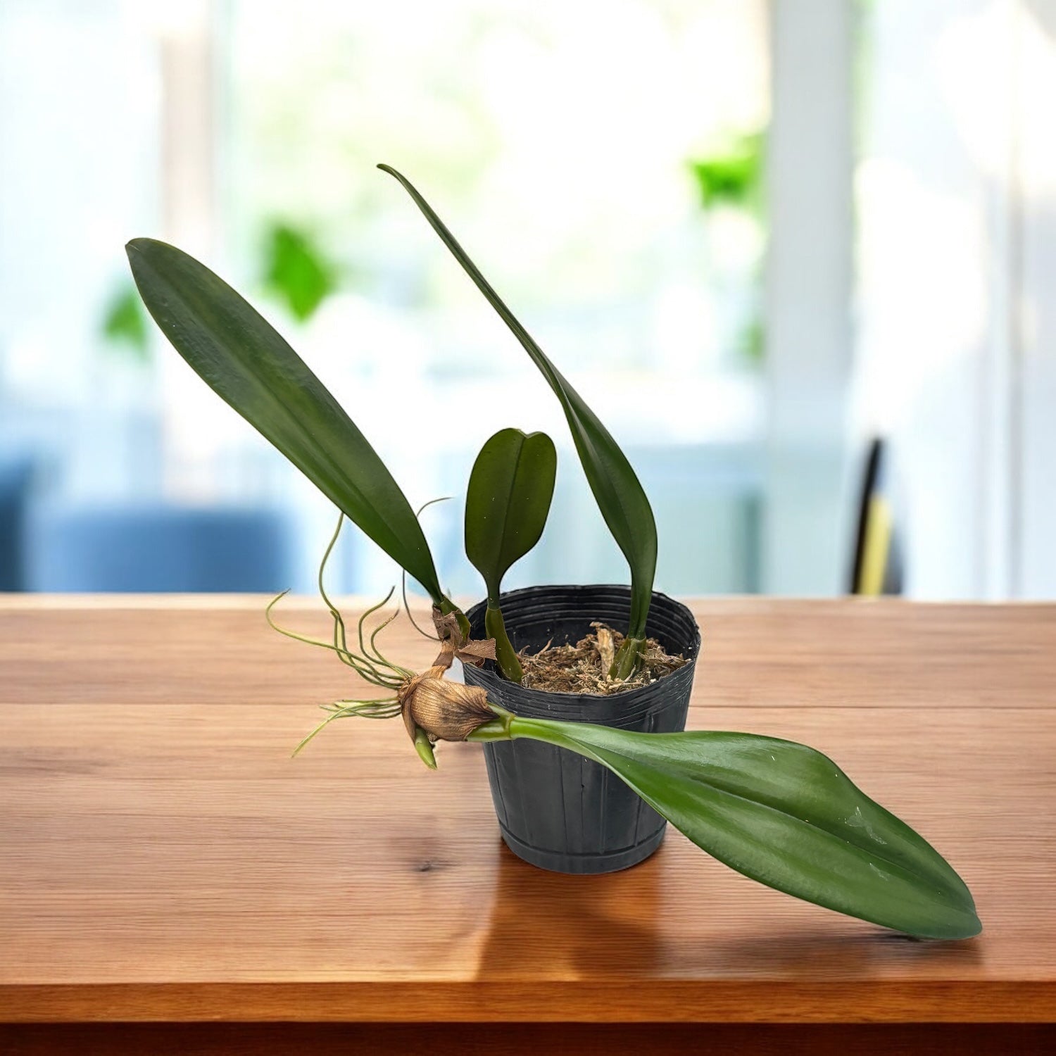 Bulbophyllum Elizabeth Ann 'Buckleberry' FCC/AOS