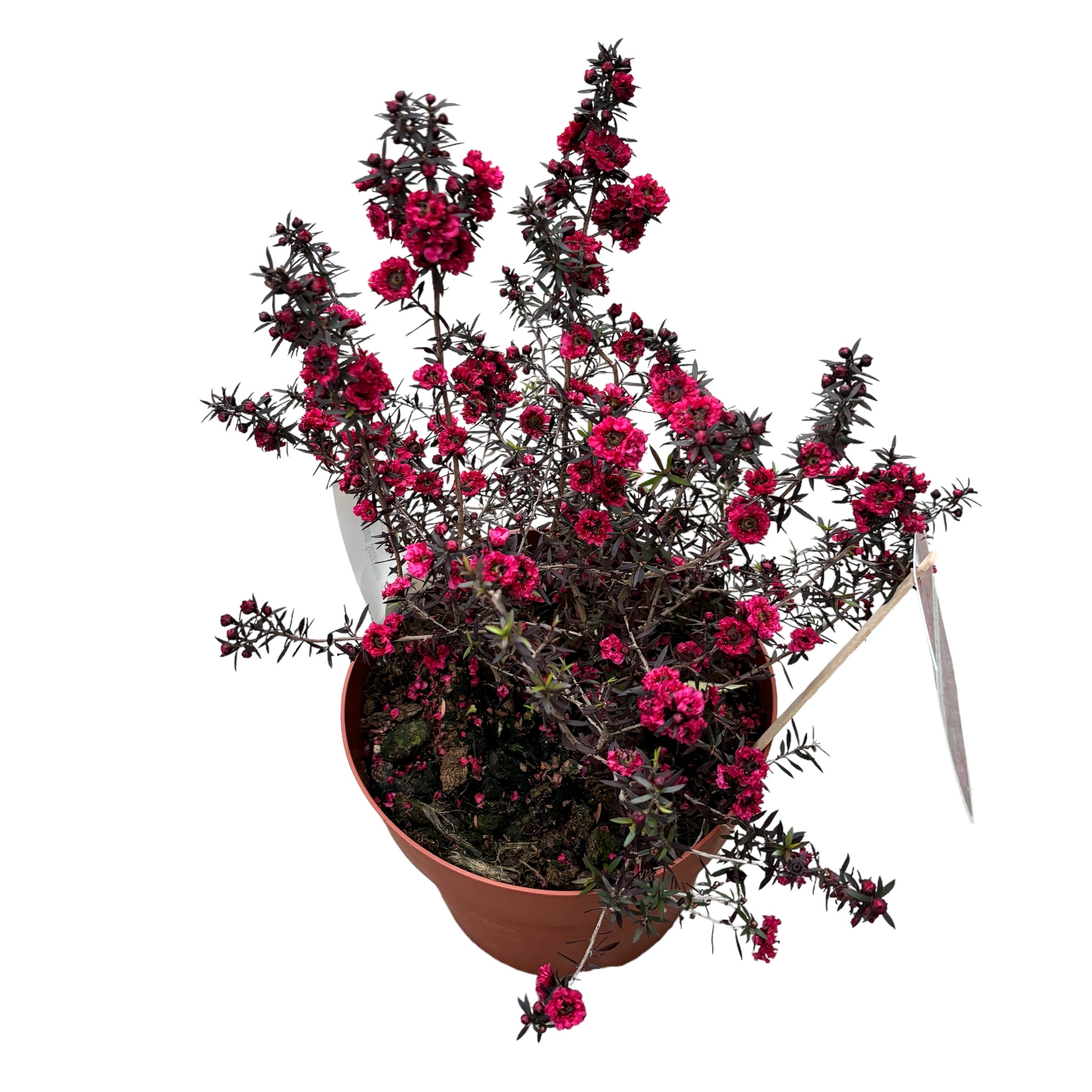 Leptospermum scoparium 'Red Damask' (Albero del tè, Manuka) - fiori doppi rossi