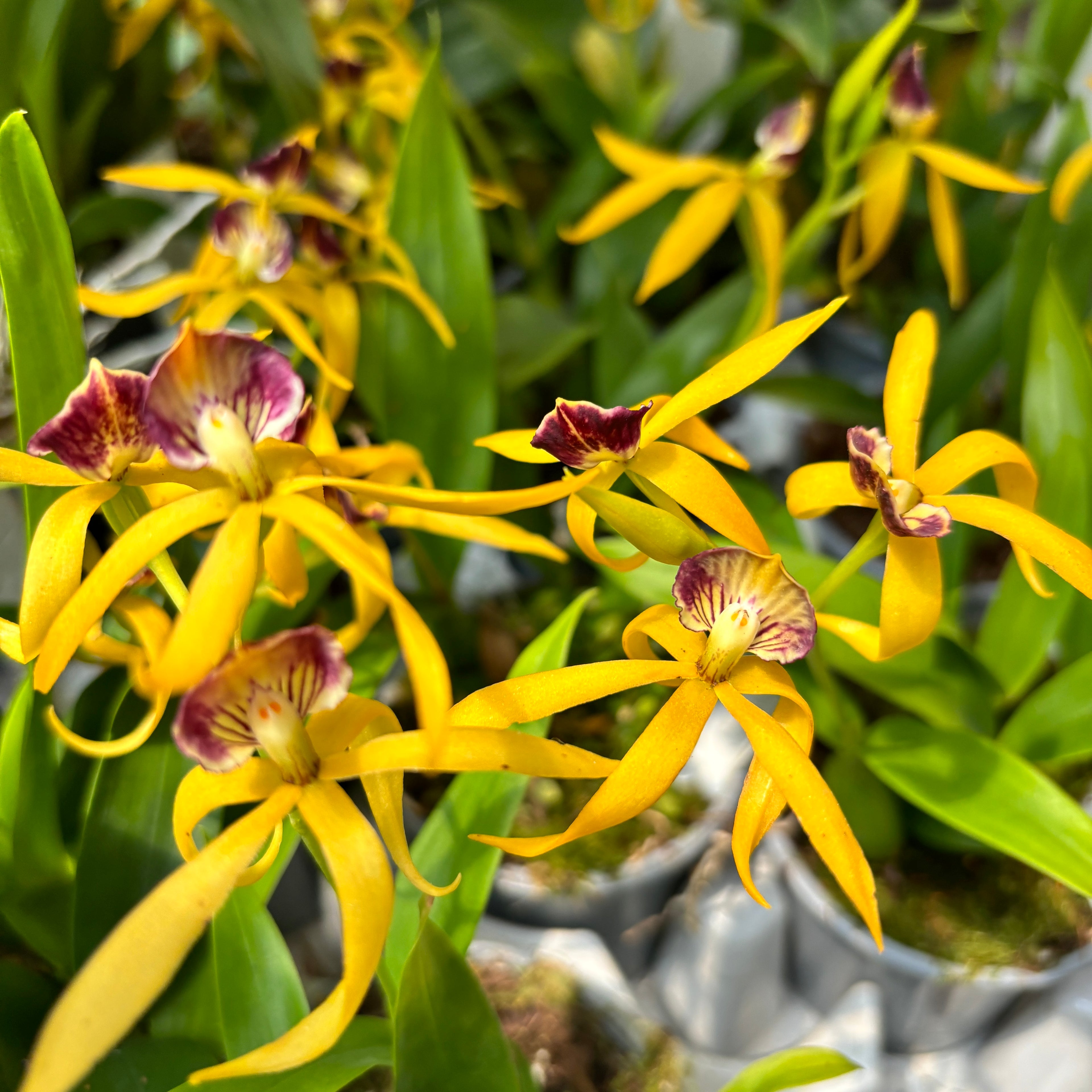 Prosthechea (Encyclia) cochleata var. cochleata - parfumata