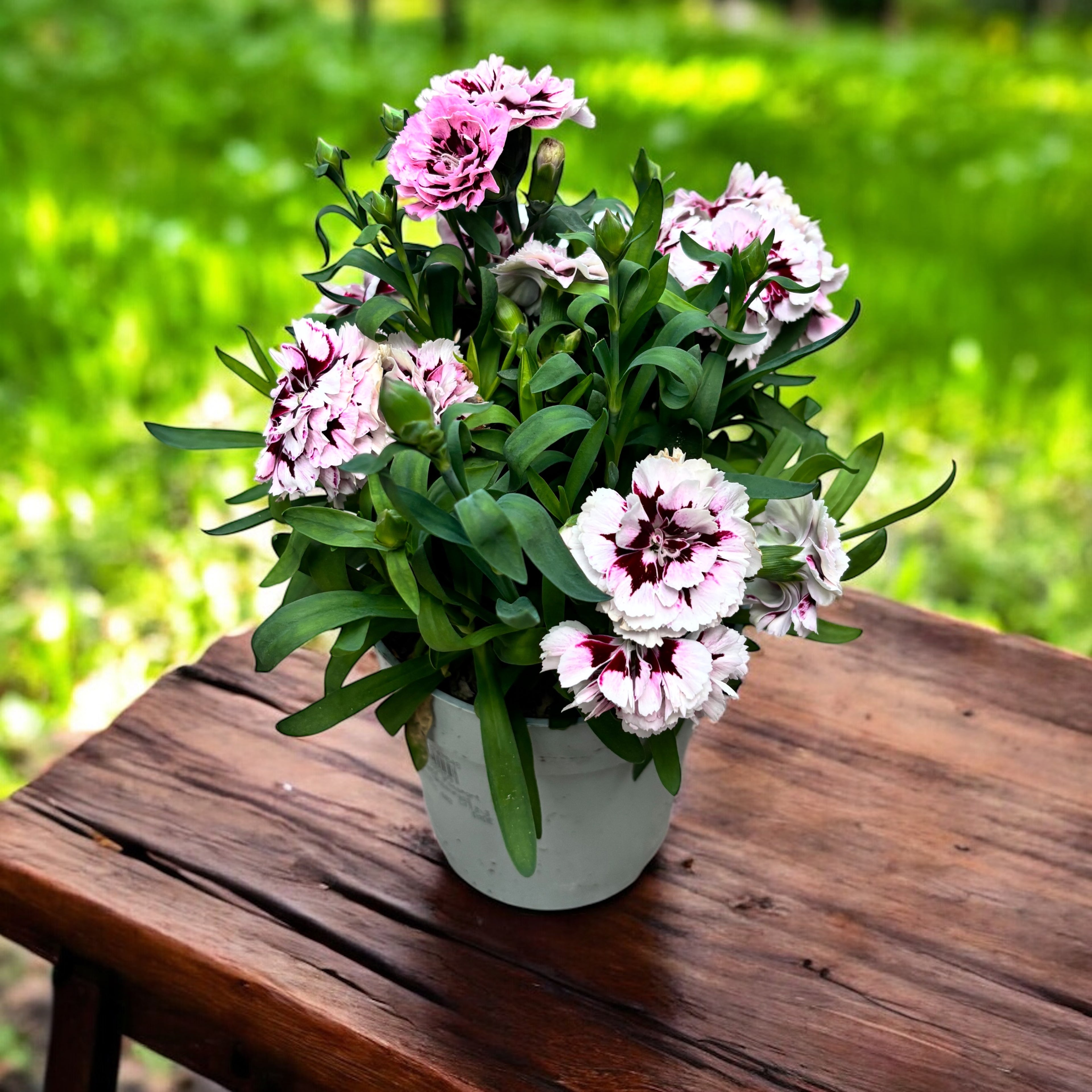 Dianthus ‘Oscar Purple Star’ - garofite perene cu flori duble roz parfumate