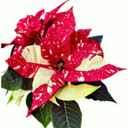 Еуфорбия пулхерима ‘Superba New Glitter’ – Коледна звезда със зрелищен ефект, мраморен модел