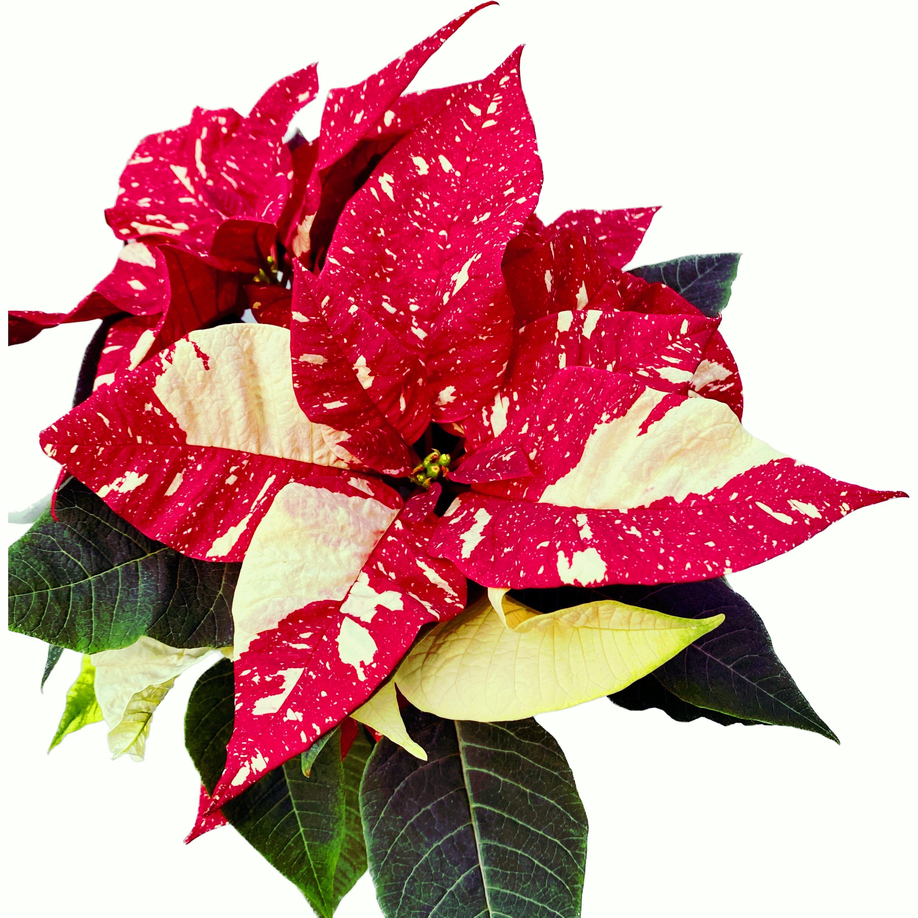 Euphorbia pulcherrima ‘Superba New Glitter’ – Craciunita cu efect spectaculos, model marmorat