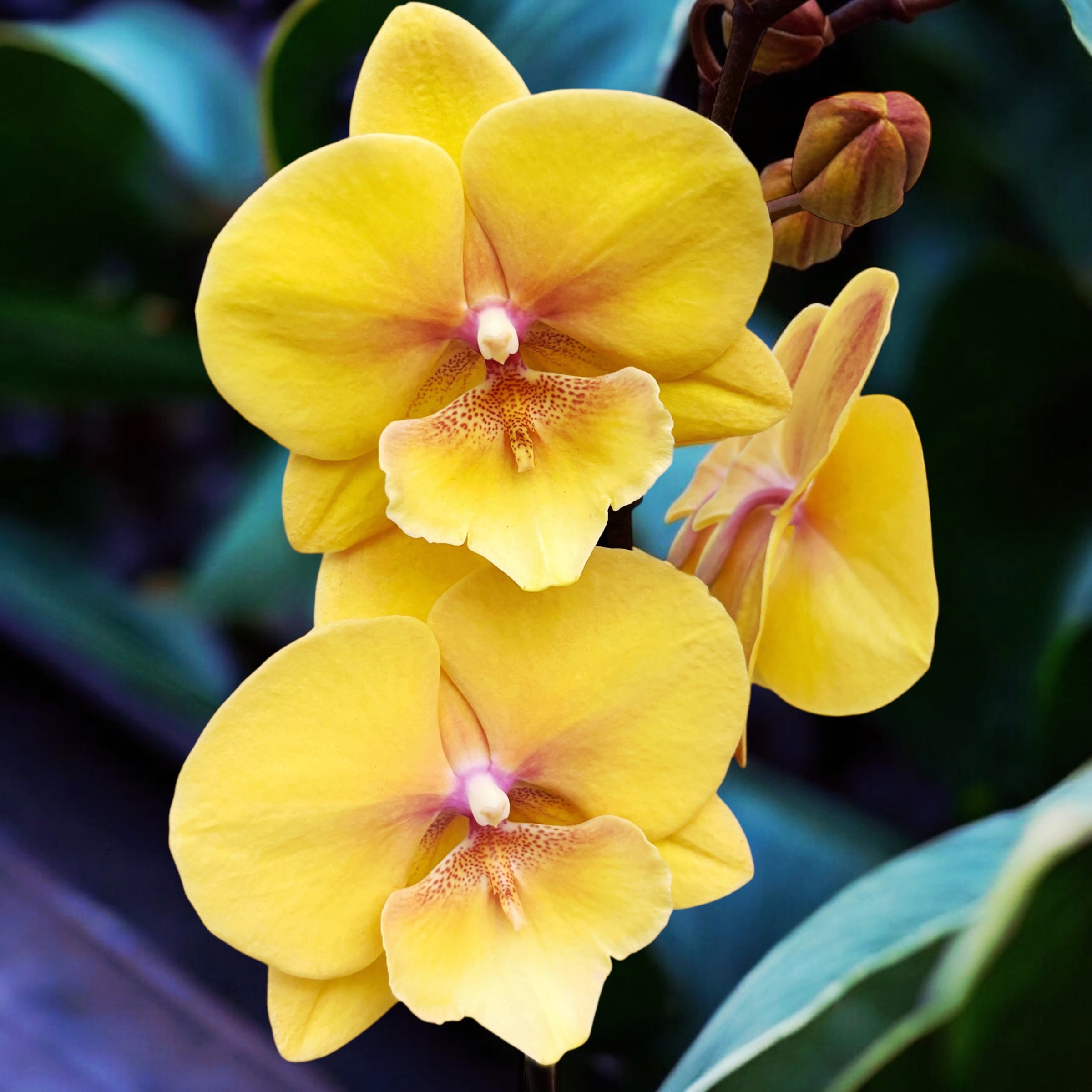 Phalaenopsis KS Big Stone (Gloria) big lip