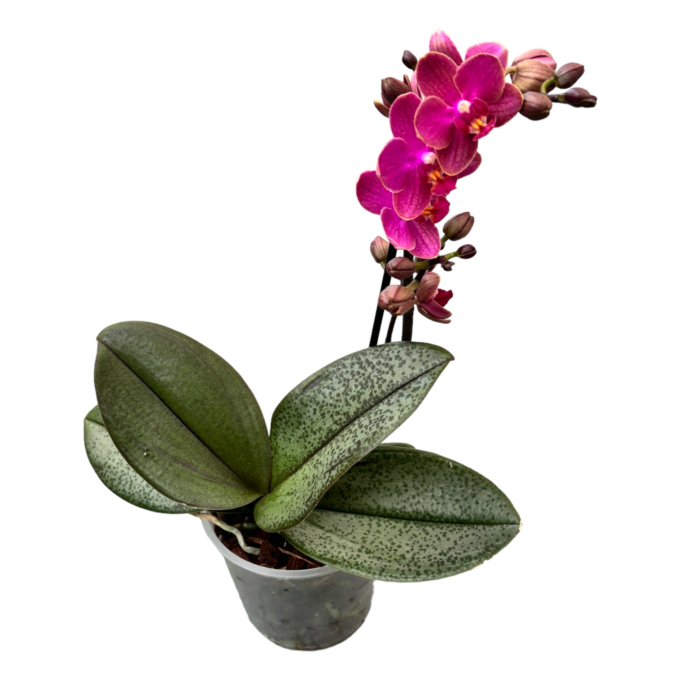 Phalaenopsis Diffusion (variazione) *profumata