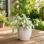 Tradescantia «Brightness» – κρεμοκλαδής φυτό με πανασέ φύλλα