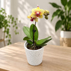 Phalaenopsis Anthura Pereira