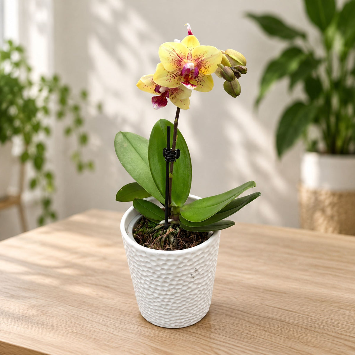 Phalaenopsis Anthura Pereira