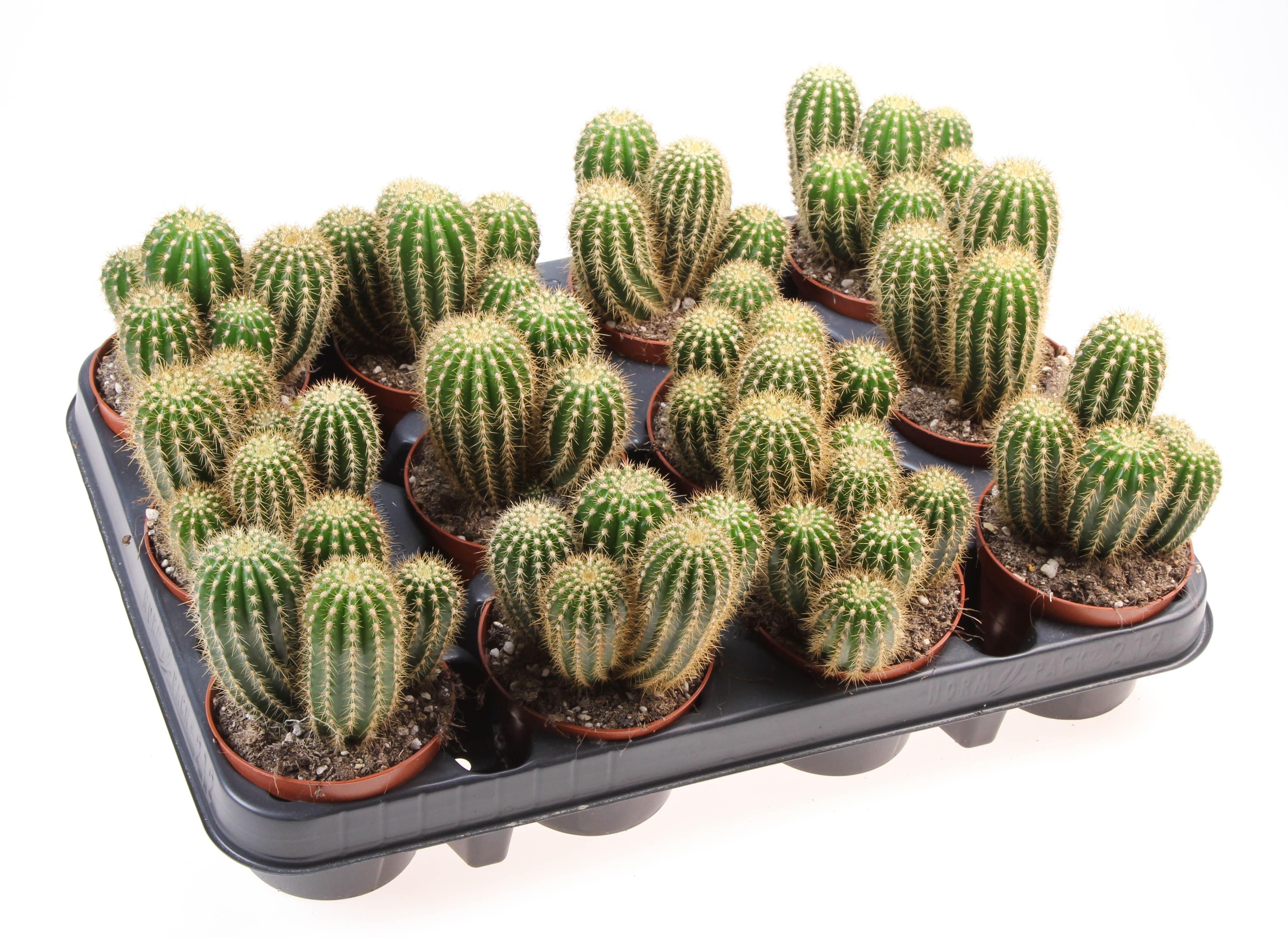 Trichocereus spachianus – Secret Garden Plant Shop