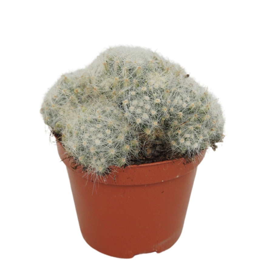Mammillaria baumii