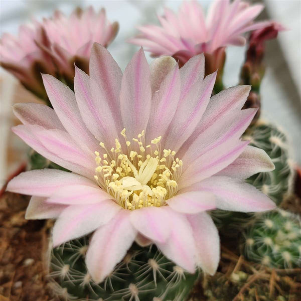 Gymnocalycium Bruchii