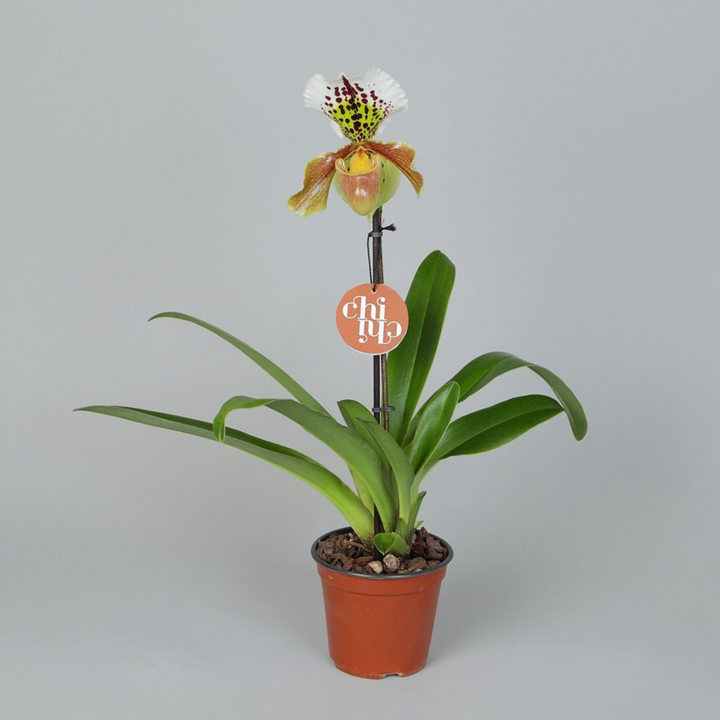 Paphiopedilum USA hybrid mix