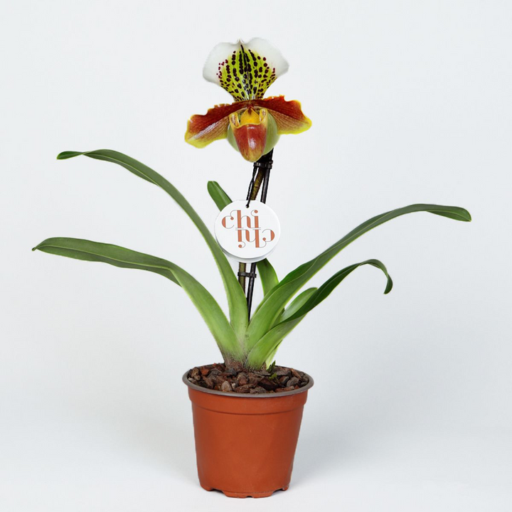 Paphiopedilum USA hybrid mix