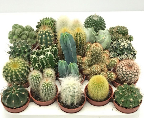 Cacti mix - set of 20 plants