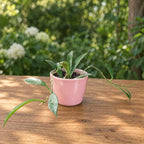 Hoya stoneana (IPPS00132)