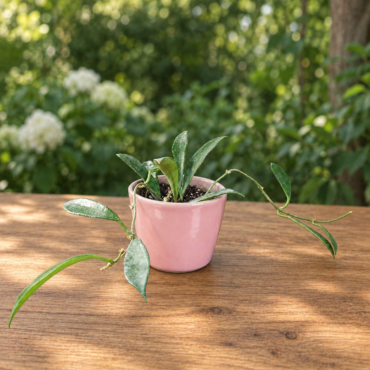 Hoya stoneana (IPPS00132)