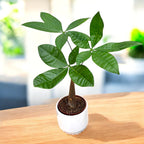 Pachira aquatica – Arborele Banilor, simbol al prosperitatii