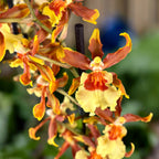 Colmanara Gold Rush - profumata