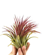 Tillandsia ionantha red XL - planta de aer rosie