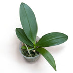 Phalaenopsis Miki Venus Angdi 'Seattle' - parfumat