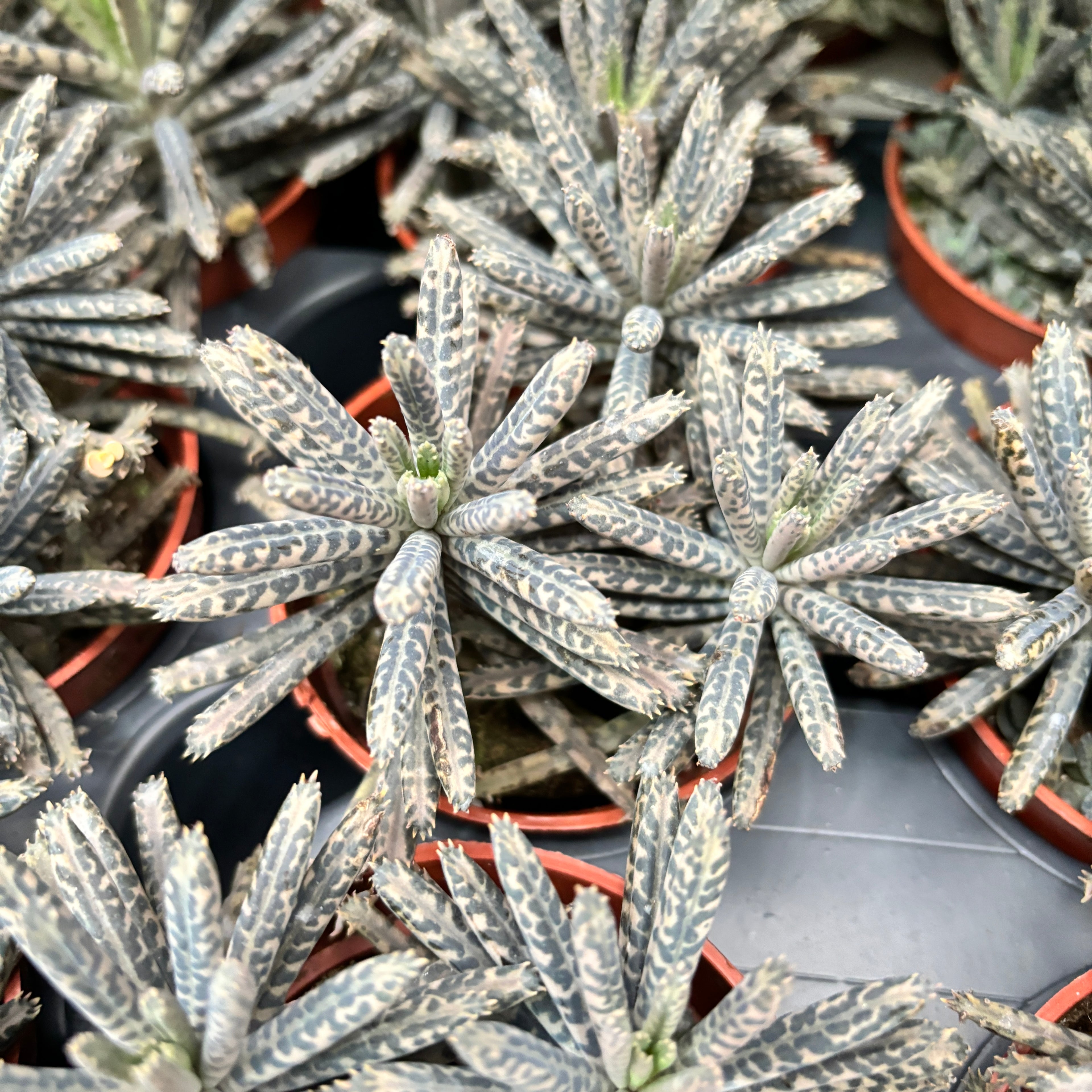 Kalanchoe Tubiflora ('mother of millions')