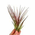 Planta aeriana Tillandsia Melanocrater Red