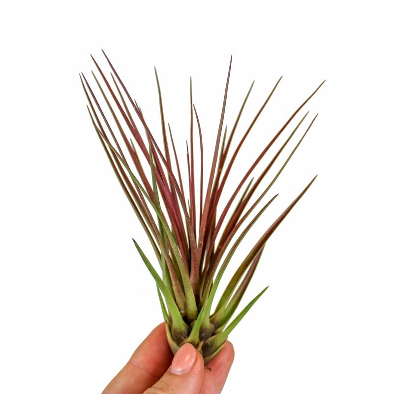 Planta aeriana Tillandsia Melanocrater Red