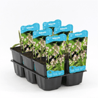 Epipactis palustris (Marsh Helleborine)