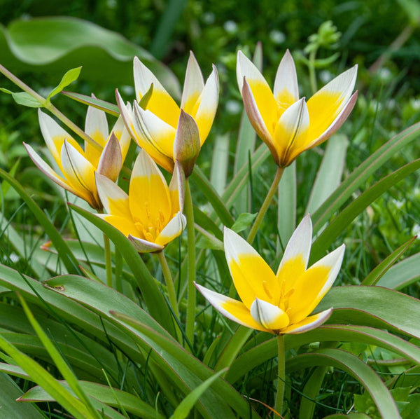 Bulbi de lalele cu flori bicolore in ghiveci (Tulipa Tarda)