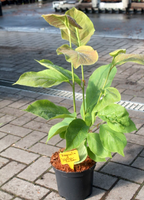 Magnolia 'Yellow Lantern'