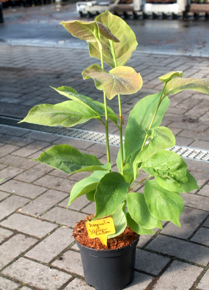 Magnolia 'Yellow Lantern'