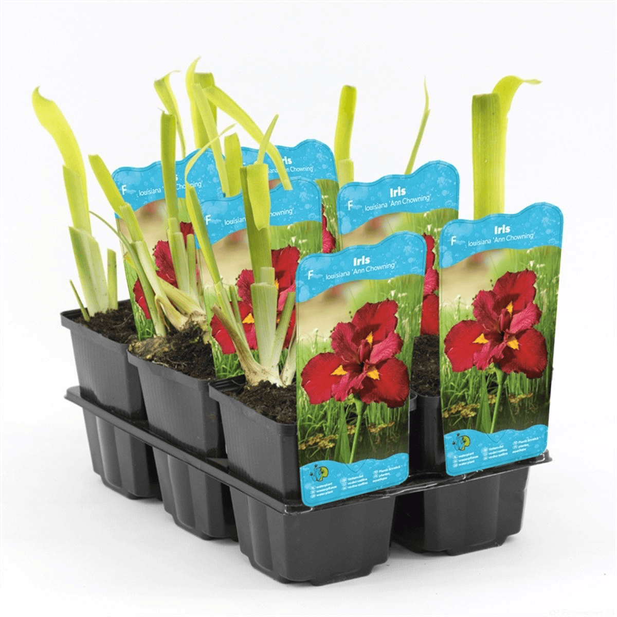 Iris 'Ann Chowning'
